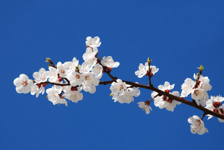 flowering of cherryの写真素材
