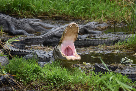 Everglades - Florida