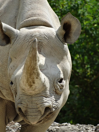 Rhinoの写真素材