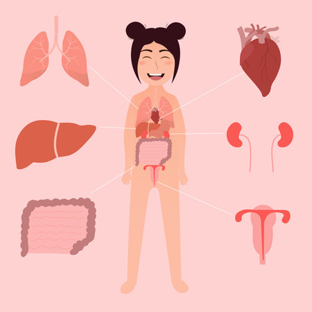 Infograpfic diagram of girl internal organs for science education in school, human body anatomy - lungs, liver, kidneys, heart, stomach, intensive, uterusのイラスト素材