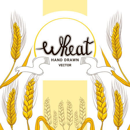Wheat harvest in hand drawn style with lettering for bakery shop design on white background, grain productsのイラスト素材