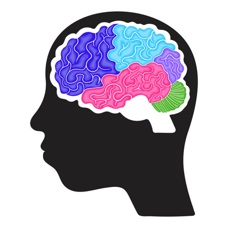 Colorful brain structure infographic for kids in cartoon styleのイラスト素材