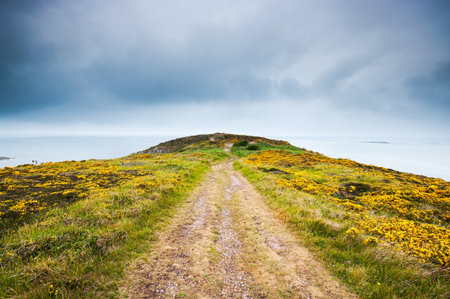 Empty path with yellow flowers