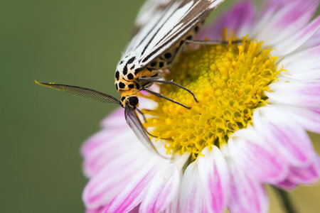 Macrophotography of a black and white moth on flowersの写真素材