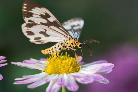Macrophotography of a black and white moth on flowersの写真素材
