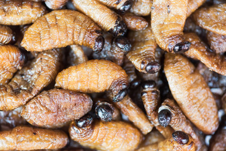 Fried silk worms - chinese street food in Sichuan, Chinaの写真素材