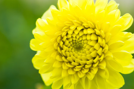 Dahlia Yellow Climax closeup with a green backgroundの写真素材