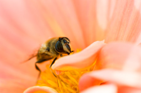 Macro of a bee gathering pollen in a flowerの写真素材