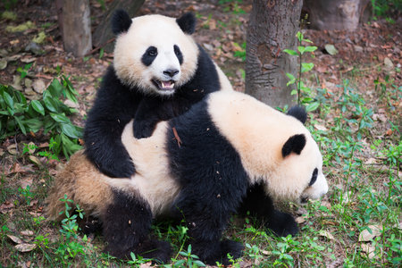 Two young giant pandas playing together, Chengdu, Chinaの写真素材