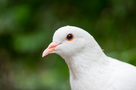White dove looking at camera against green backgroundの写真素材