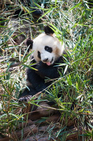 Young panda sitting in grass, Chinaの写真素材