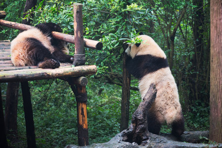 two giant pandas playing, Chengdu, Sichuan Province, Chinaの写真素材