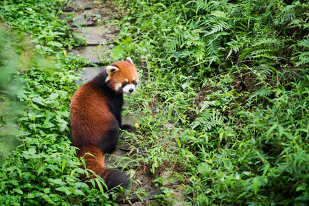Red panda on a path in a forest, Chengdu, Sichuan Province, China