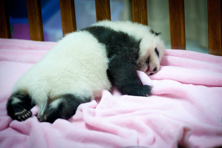 Baby panda sleeping on a pink blanket, Chengdu, Sichuan Province, Chinaの写真素材