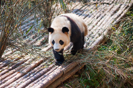Young panda walking on wood, Chengdu, Sichuan Province, Chinaの写真素材