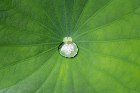 water drop on a lotus leafの写真素材