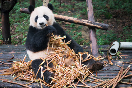 Giant panda sitting on wood and eatin a lot of bamboo, Chengdu, Sichuan Province, Chinaの写真素材