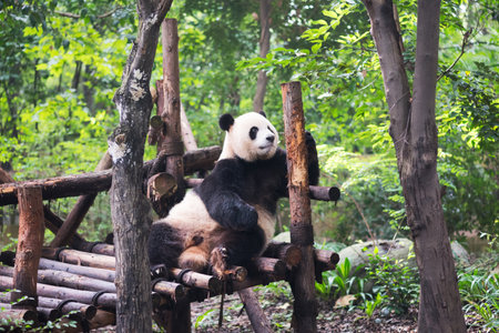 Giant panda playing with wood in the forest, Chengdu, Sichuan Province, Chinaの写真素材