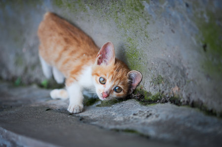 Ginger kitten lying down on the road and looking at the cameraの写真素材