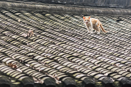 angry yellow cat on a chinese traditional roofの写真素材