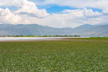 Vegetation on a lake with mountains in the backgroundの写真素材