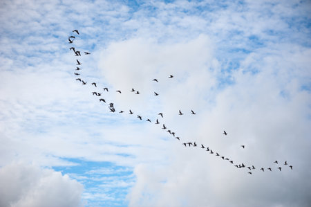 Group of geese flying in a blue sky with white cloudsの写真素材