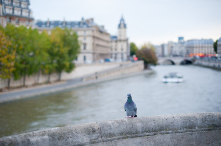 Pigeon on a bridge with river seine in Parisの写真素材