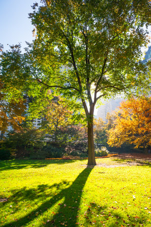 Autumn scenery in Central Park, New York City, USAの写真素材