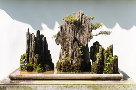 Bonsai on rocks with a white wall in the backgroundの写真素材