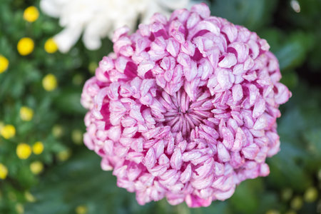 Pink chrysanthemum with water drops