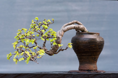 Twisted bonsai tree in a pot against a gray backgroundの写真素材