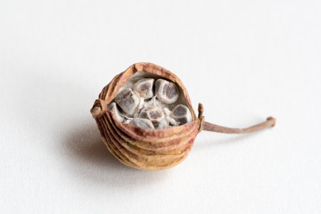 Dried Herbs, Latin name: Amomum villosum Lour. Chinese name: Xiang Sha Ren and known as Cocklebur-like Amomum Fruit, Fructus Amomi, Villous Amomum Fruit , Chinese herb medicinal on a white surface.の写真素材