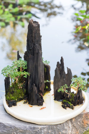 Bonsai trees on a rock with a pond in the backgroundの写真素材