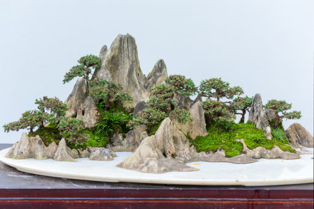 Bonsai trees on a rock against white wallの写真素材