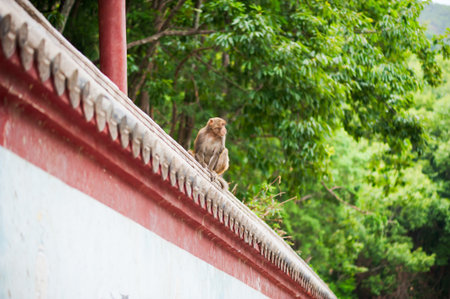 Rhesus macaque on a wall with a forest in the background in Chinの写真素材
