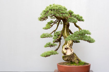 Twisted bonsai pine tree in a pot against a grey wallの写真素材