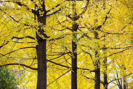 Row of ginkgo trees with yellow leaves in autumnの写真素材