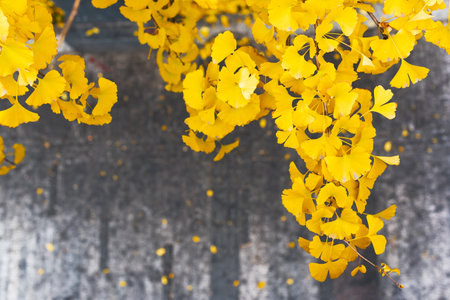 Yellow leaves in autumn against a grey backgroundの写真素材