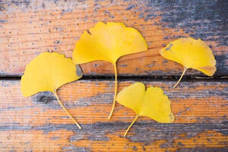 Ginkgo yellow leaves on wooden deskの写真素材