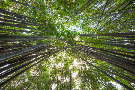 Bamboo forest vertical angle view in Chinaの写真素材