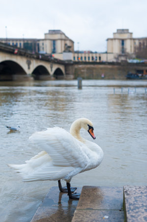 Swan on Seine river banks in Parisの写真素材