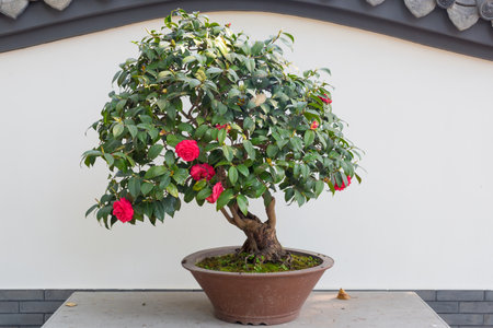 Rose bonsai against white wall in Chinaの写真素材
