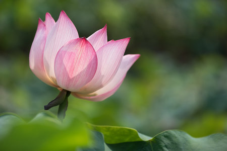 Lotus flower on a green background in Chinaの写真素材