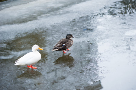 Ducks on ice on a frozen canalの写真素材