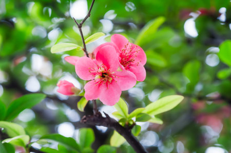 Red malus spectabilis flower - chinese crabappleの写真素材