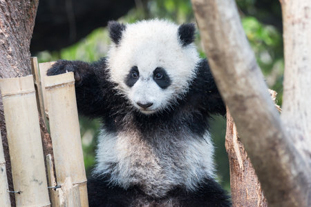 Panda cub playing in a treeの写真素材
