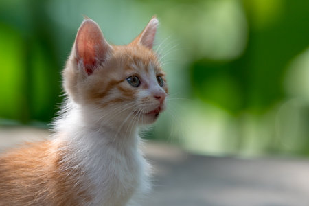 Ginger kitten in a gardenの写真素材