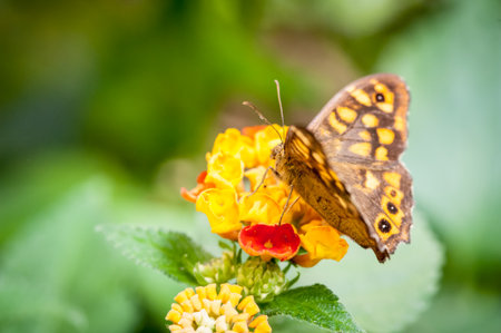 Butterfly taking pollen from a yellow flower