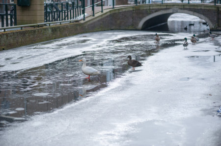 Ducks on ice on a frozen canalの写真素材
