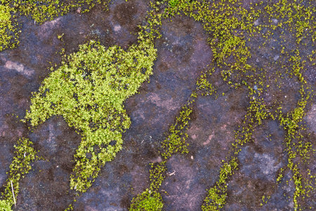Green moss close-up on a flat stone textureの写真素材
